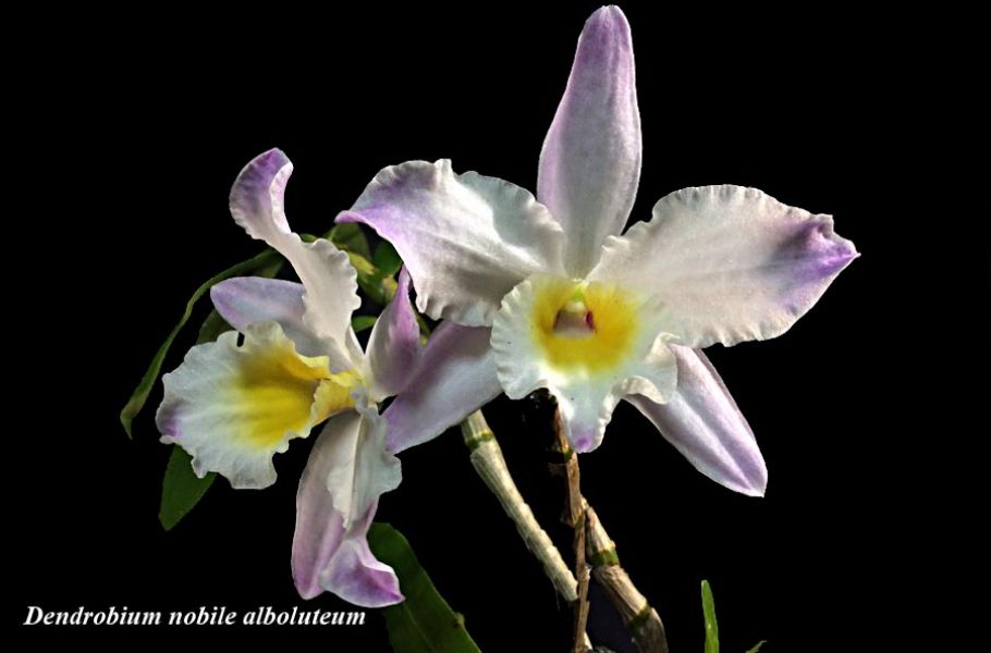 Dendrobium nobile alboluteum