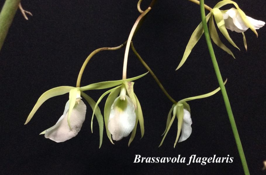 Brassavola flagelaris