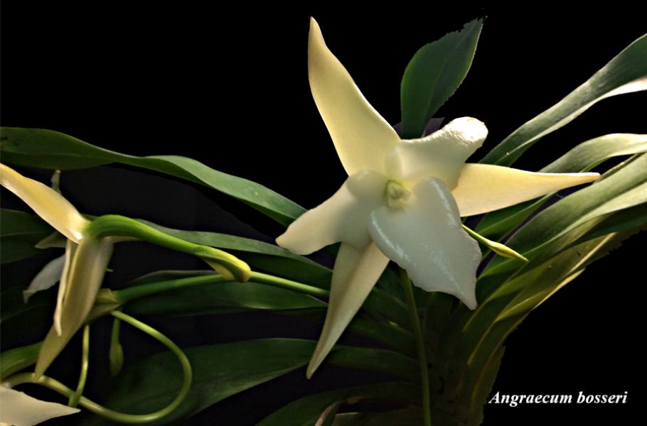 Angraecum bosseri