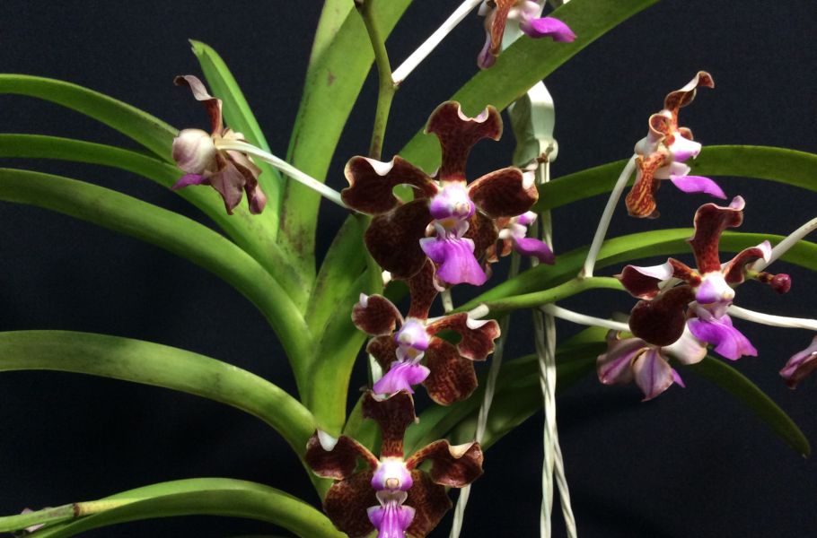 Vanda floresensis