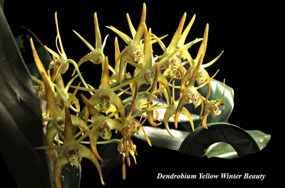 Dendrobium Yellow winter beauty