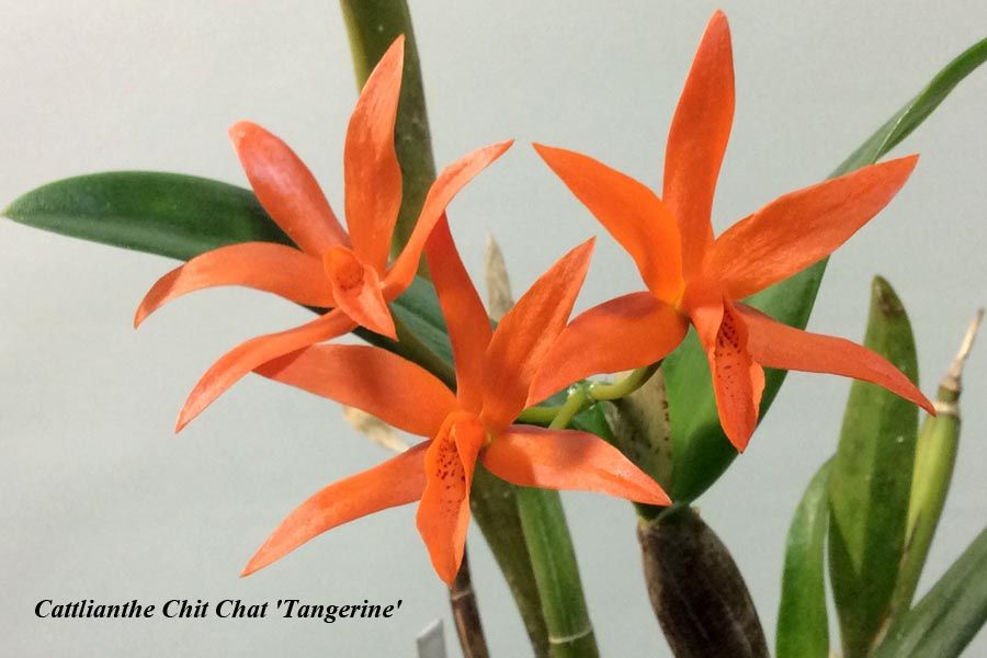 Cattlianthe Chit Chat 'Tangerine'