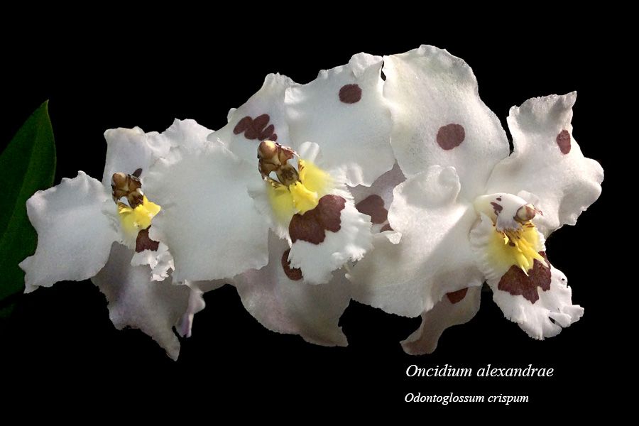 Oncidium alexandrae