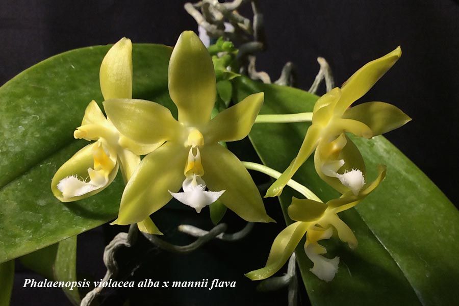 Phalaenopsis violacea alba x mannii flava