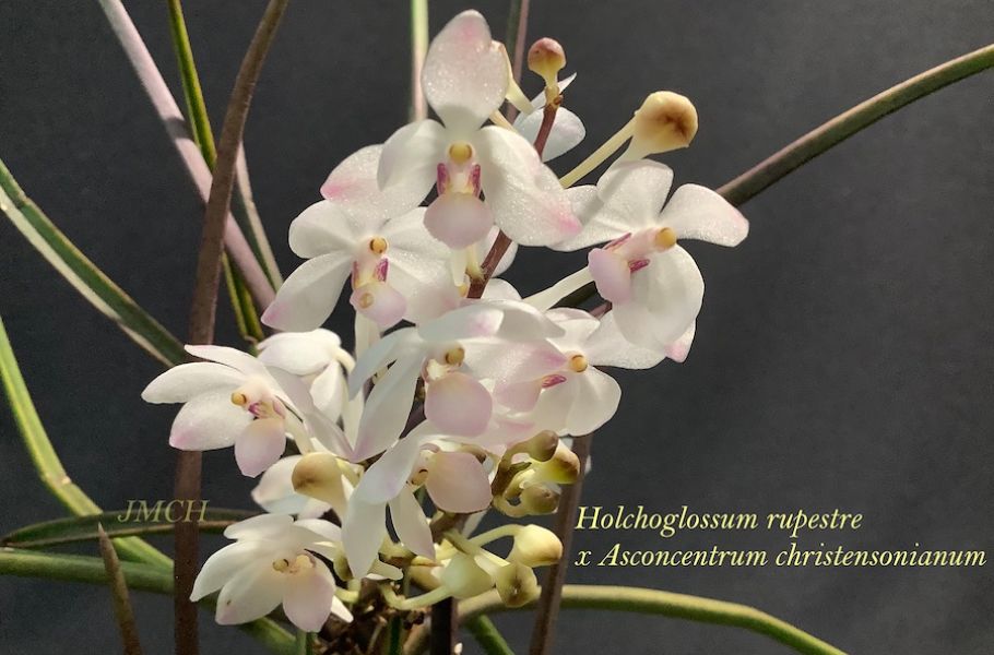 Holcoglossum rupestre hyb