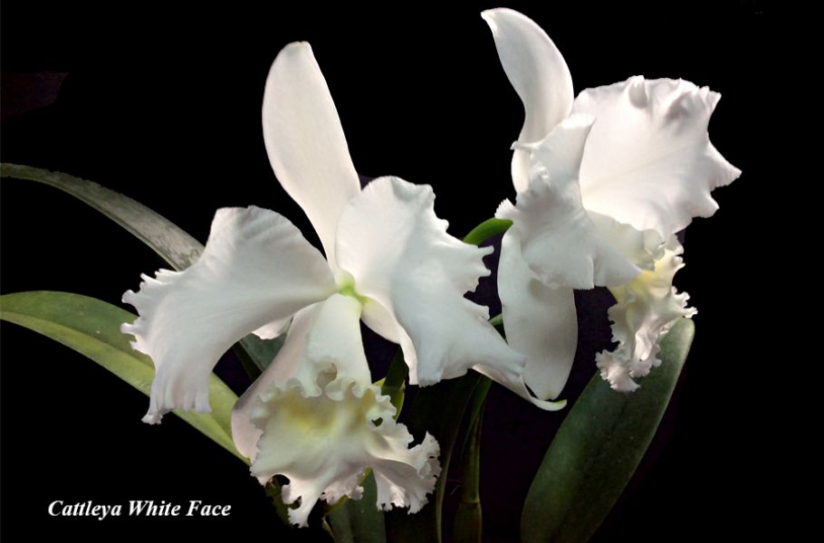 Cattleya White Face