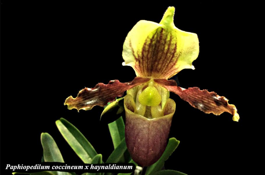 Paphiopedilum coccineum x haynaldianum