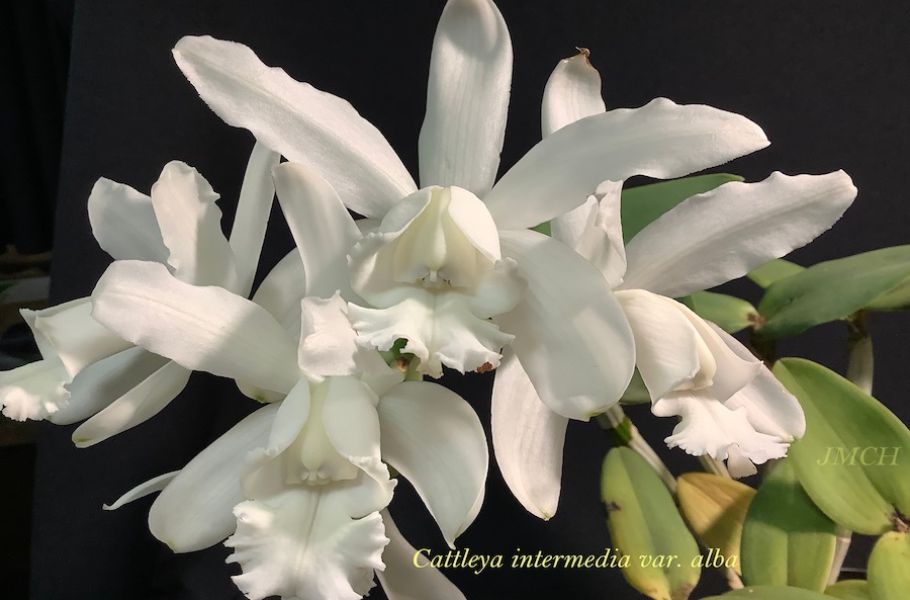 Cattleya intermedia