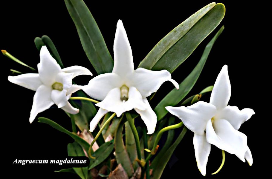 Angraecum magdalenae 