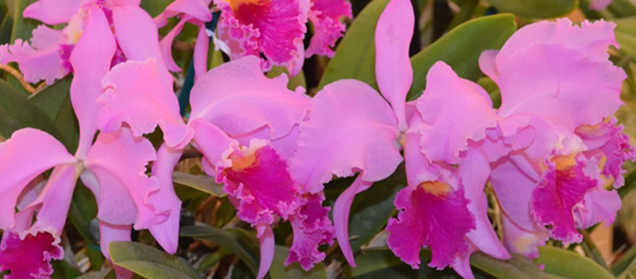 Cattleya 1250x550