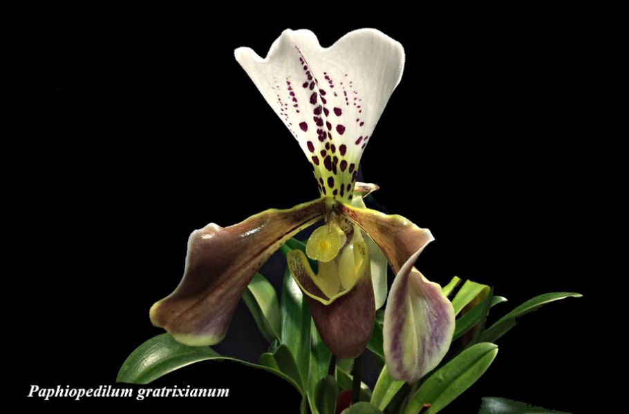 Paphiopedilum gratrixianum