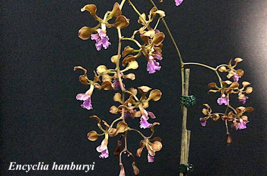 Encyclia hanburyi