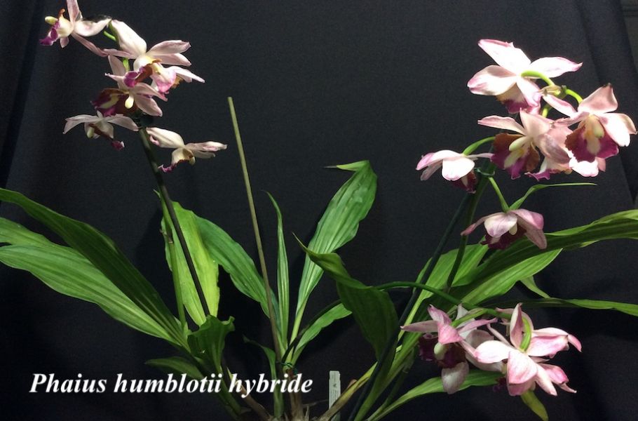 Phaius hybride