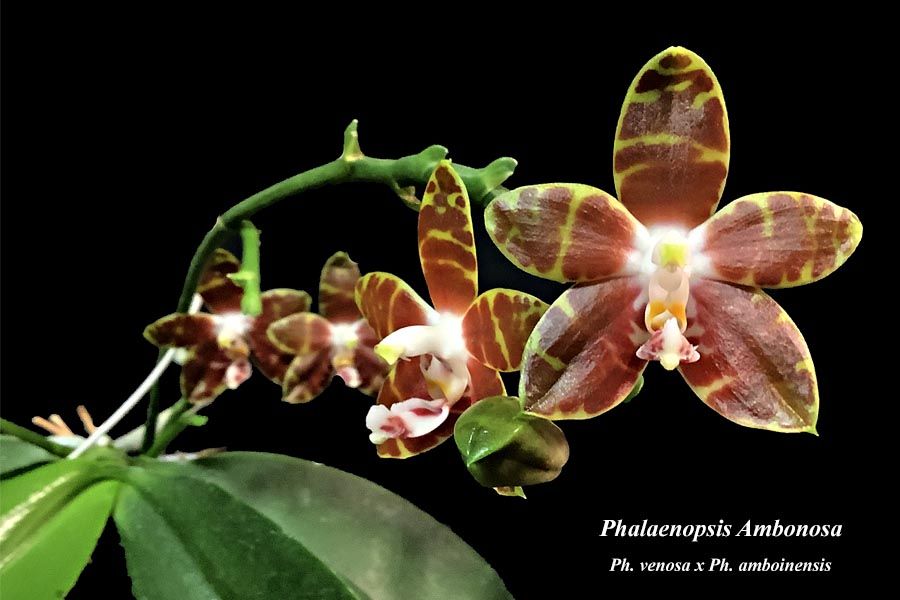 Phalaenopsis Ambonosa
