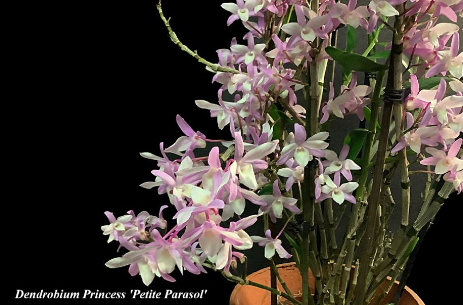 Dendrobium Princess 'Petite Parasol'