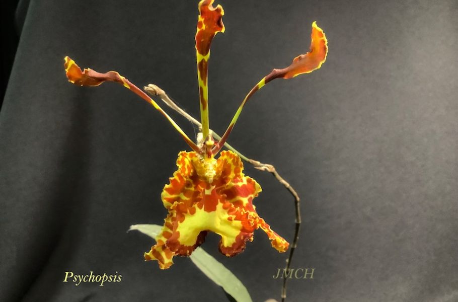 Psychopsis