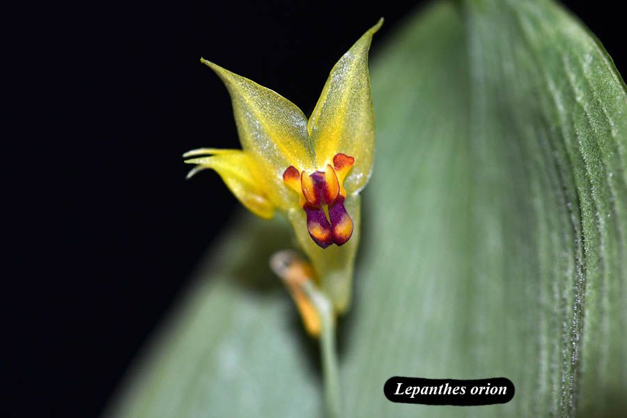 Lepanthes orion