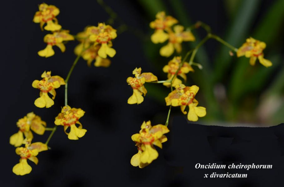 Oncidium cheirophorum x divaricatum