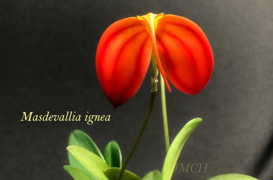 Masdevallia ignea