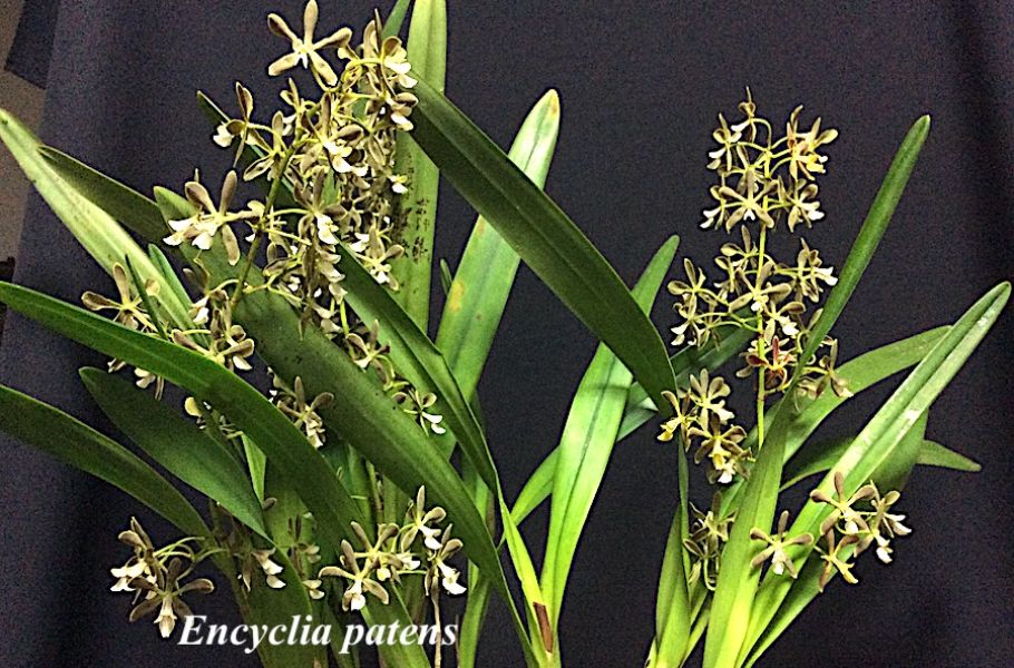 Encyclia patens