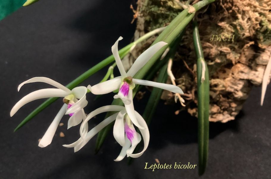 Leptotes bicolor