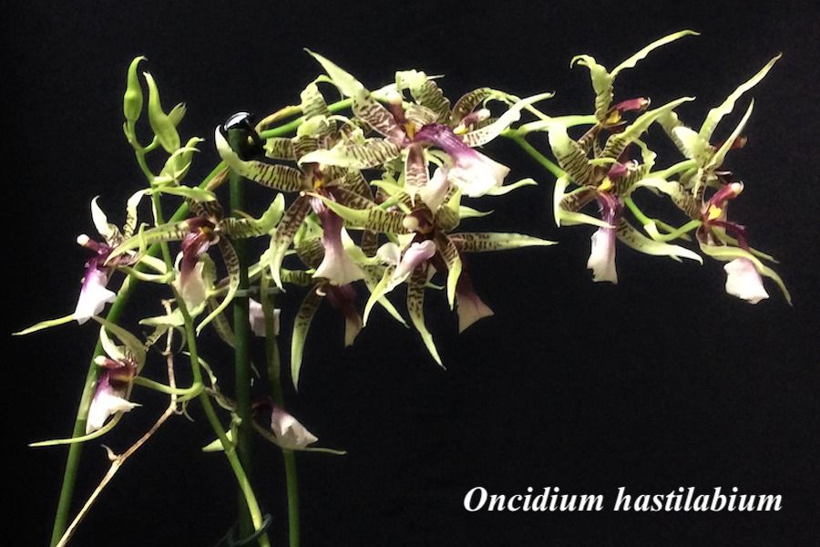 Oncidium hastilabium