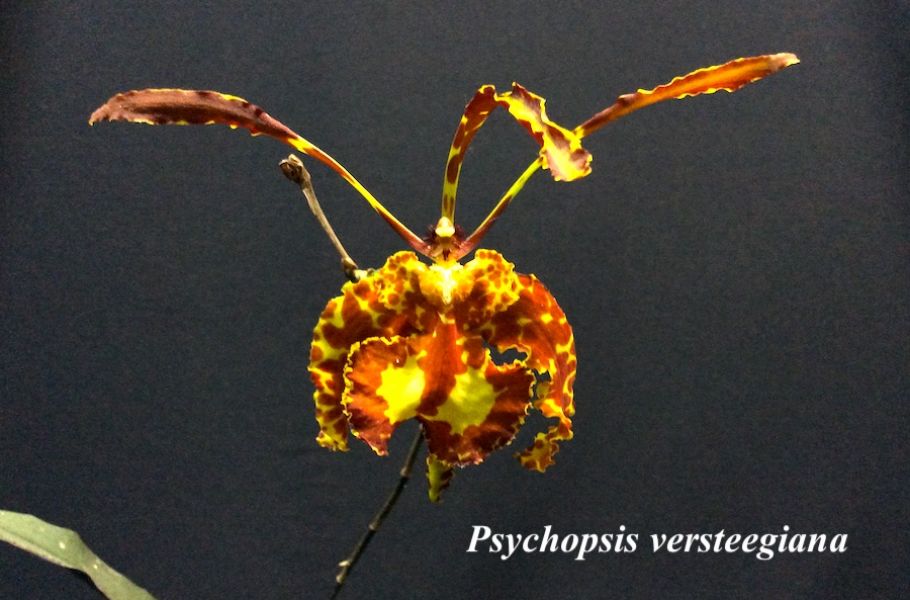 Psychopsis versteegiana