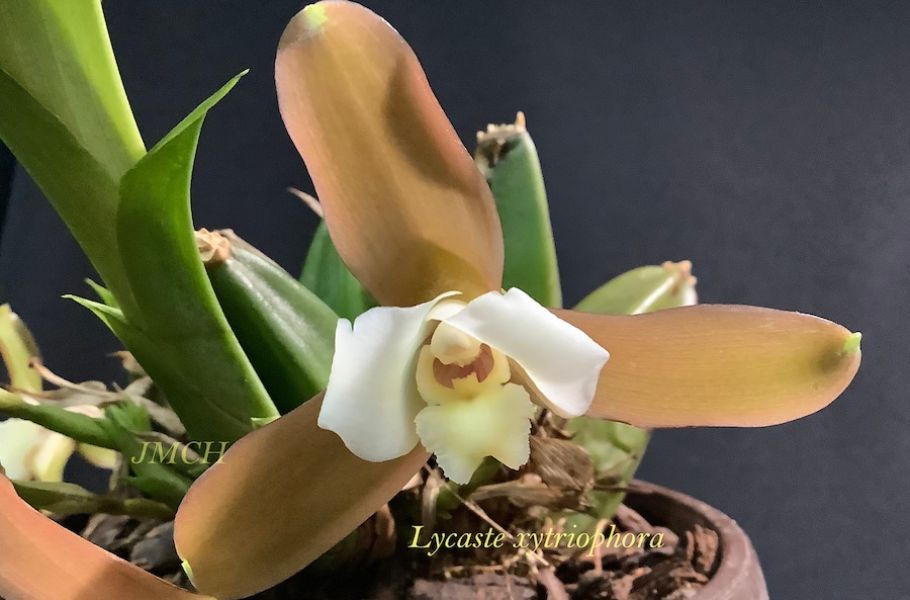 Lycaste xytriophora
