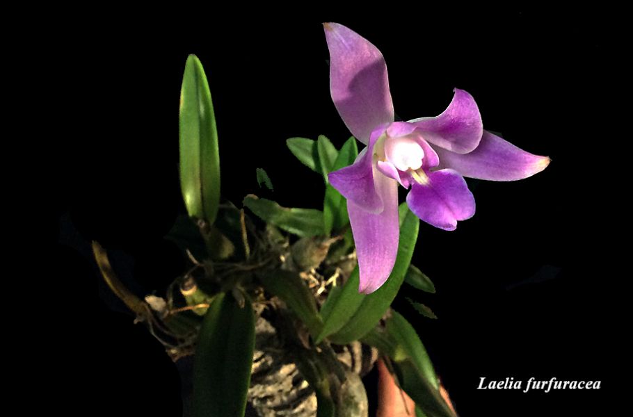 Laelia furfuracea