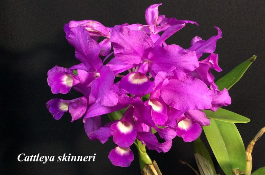 Cattleya skinneri