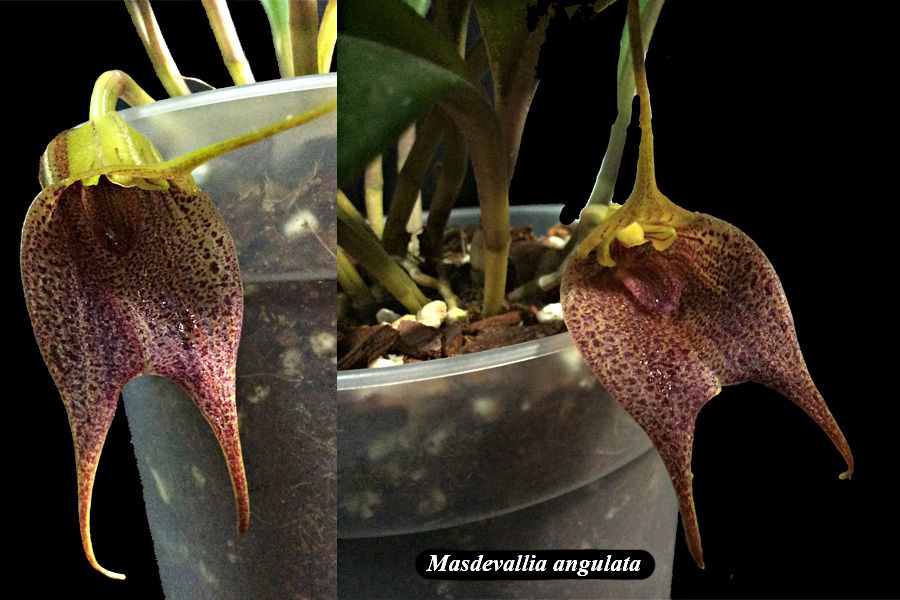 Masdevallia angulata