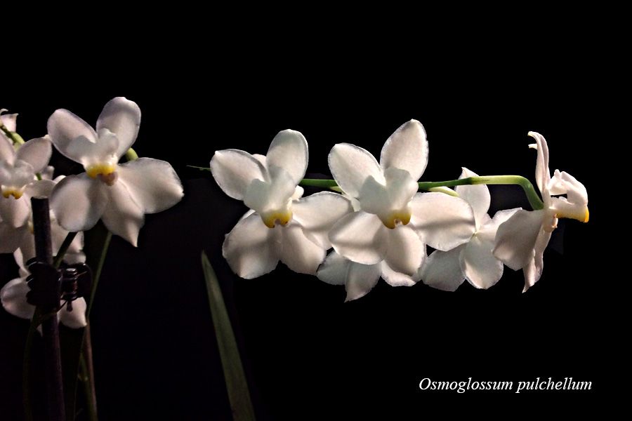 Osmoglossum pulchellum