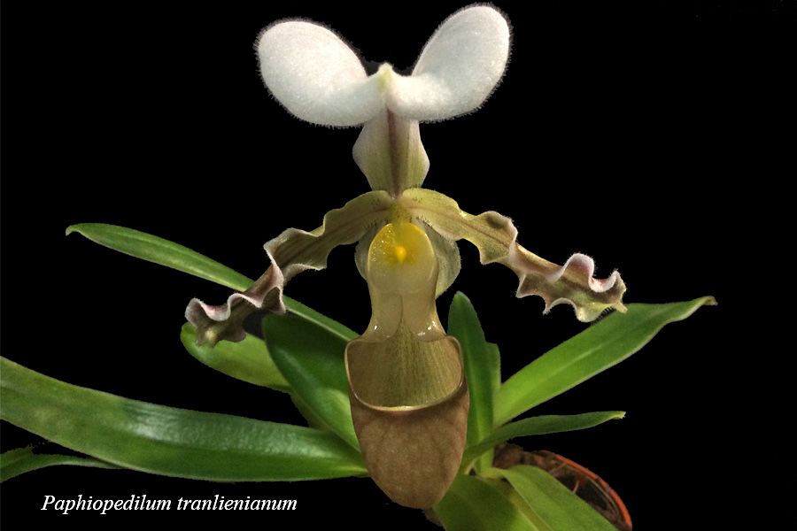 Paphiopedilum tranlienianum