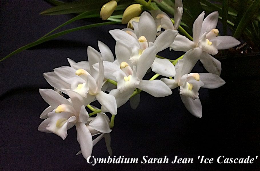 Cymbidium Sarah Jean