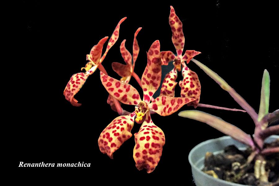 Renanthera monachica