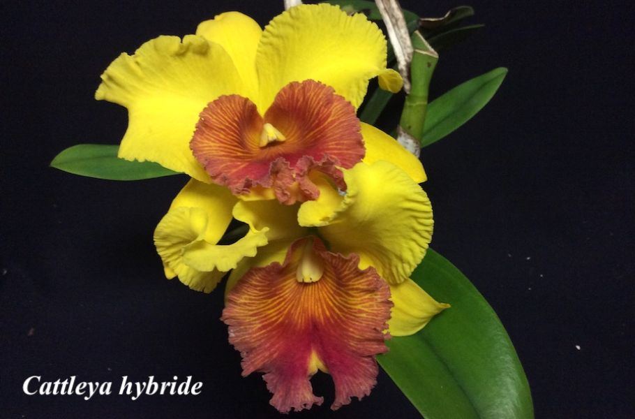 Cattleya hybride