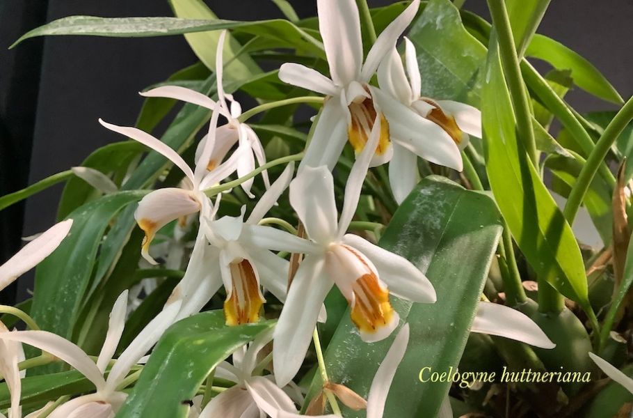 Coelogyne hutneriana