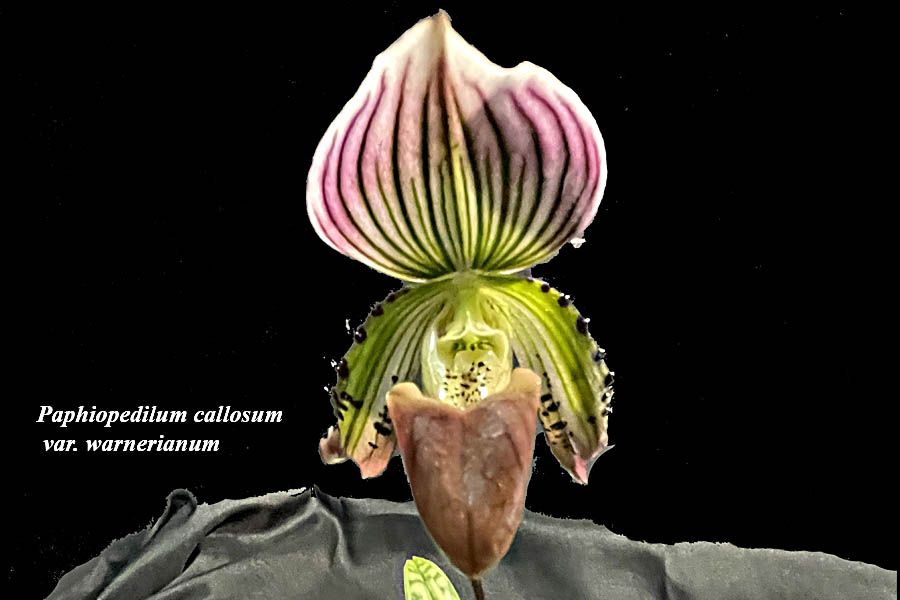Paphiopedilum callosum var. warnerianum