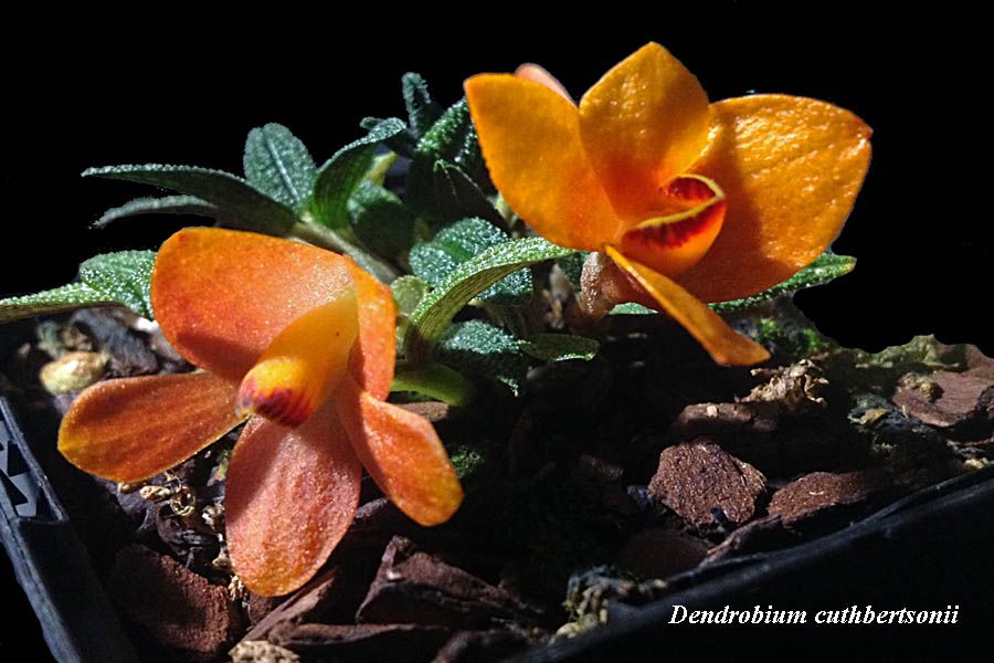 Dendrobium cuthbertsonii red