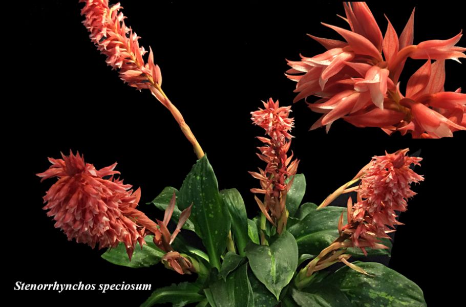 Stenorrhynchos speciosum