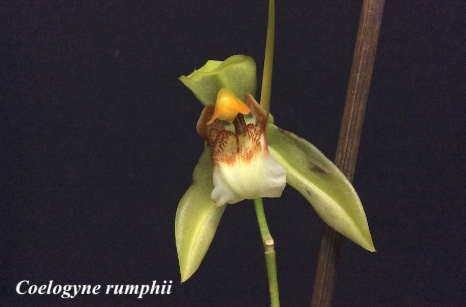 Coelogyne rumphii