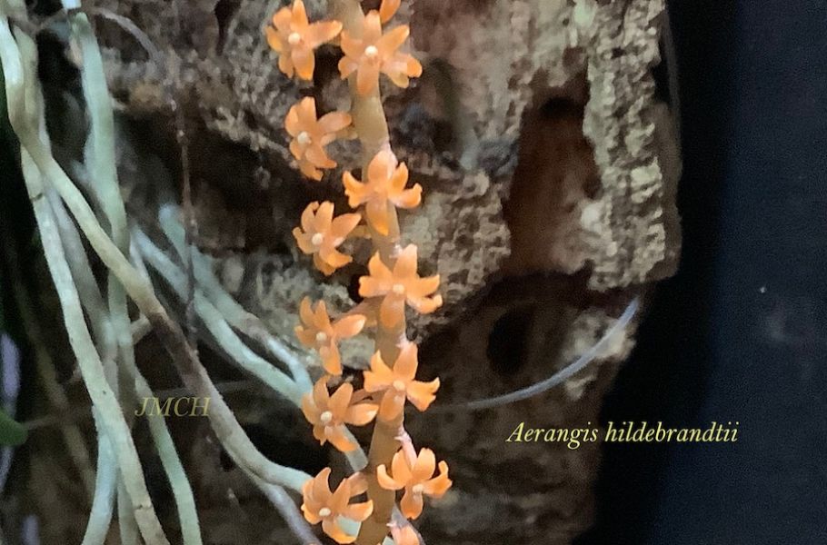 Aerangis hildebrandtii