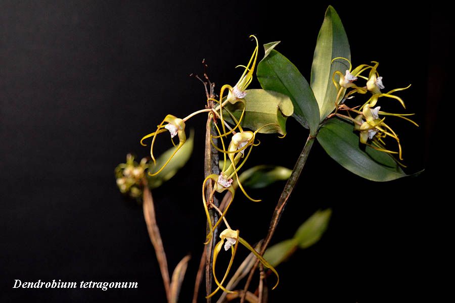 Dendrobium tetragonum