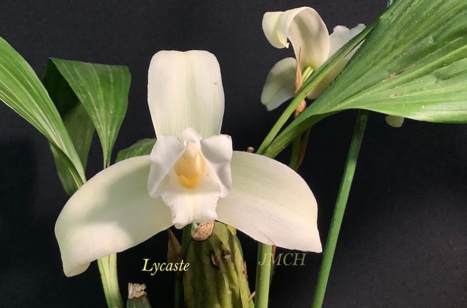 Lycaste hyb