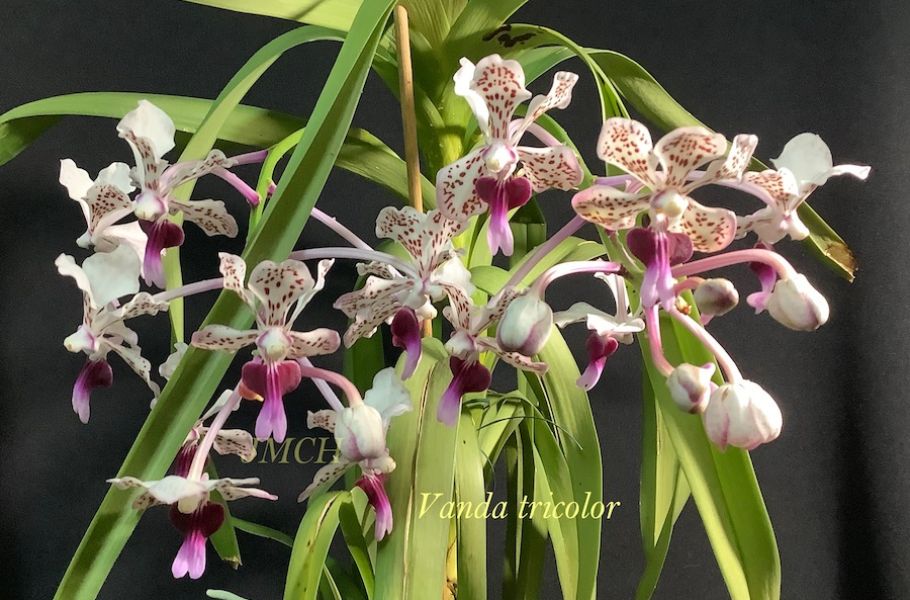 Vanda tricolor b