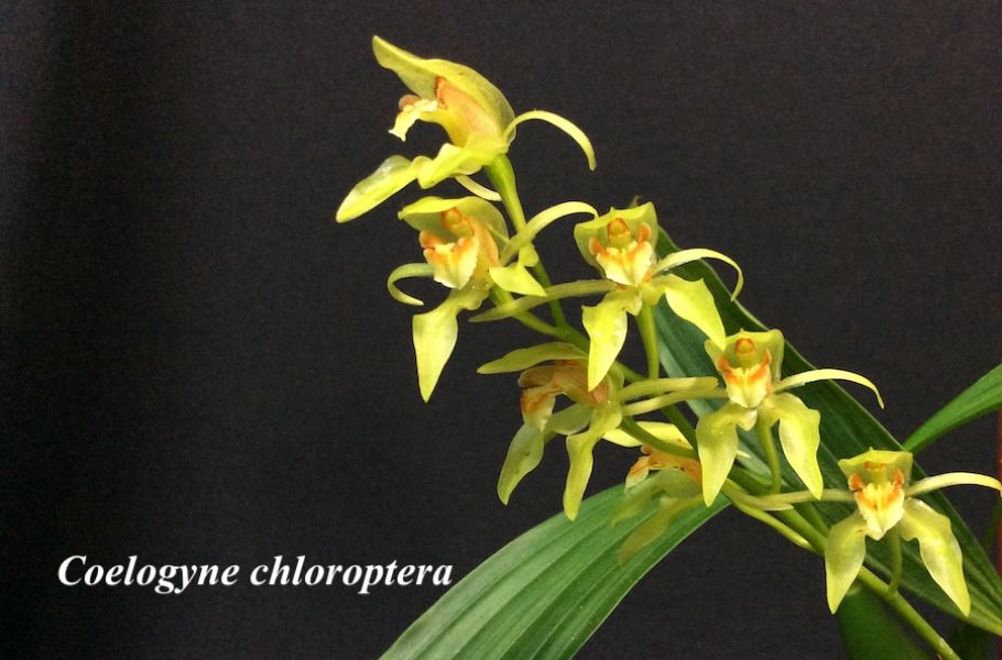 Coelogyne chloroptera