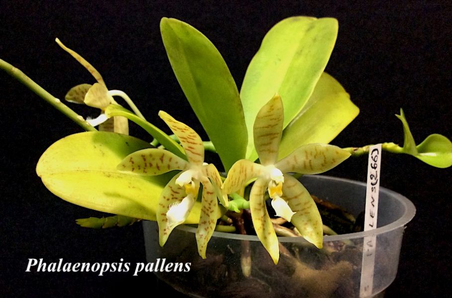 Phalaenopsis pallens