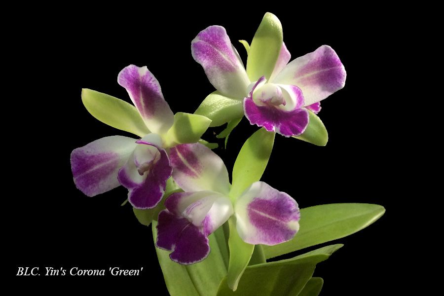 BLC. Yin's Corona 'Green'