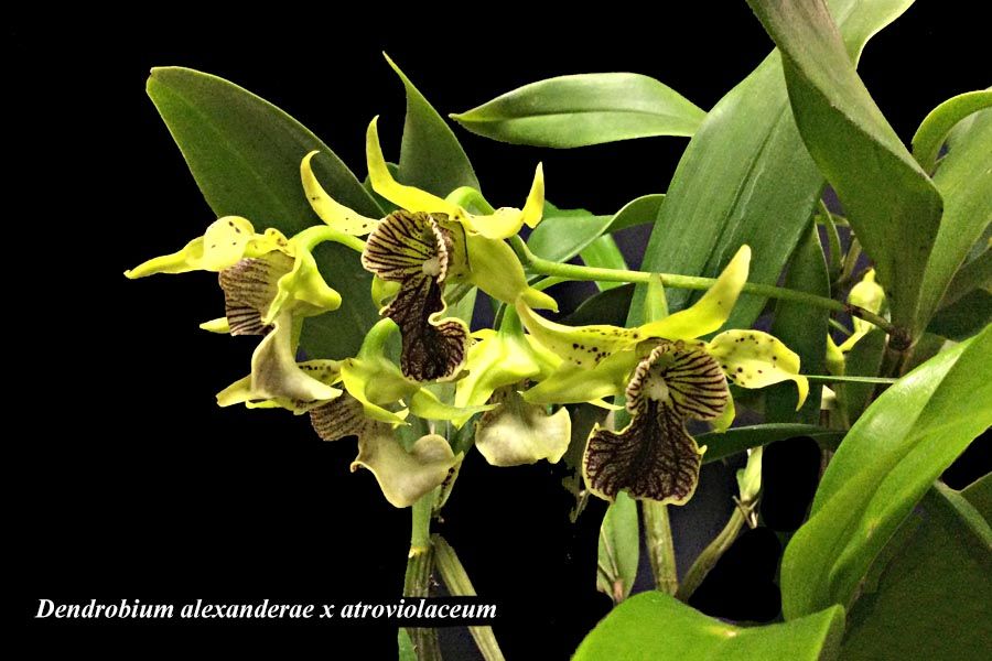 Dendrobium alexanderae x atroviolaceum