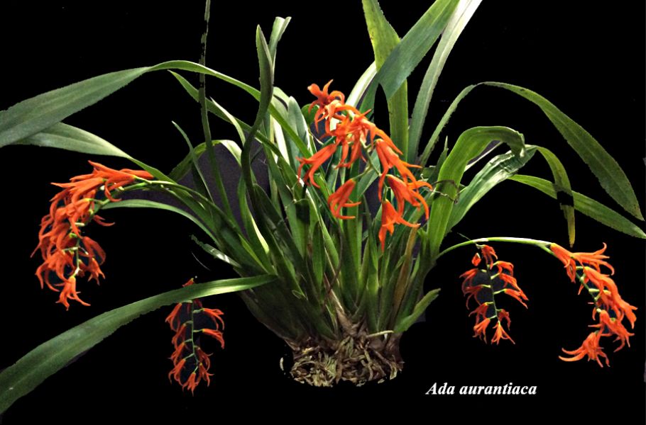 Ada aurantiaca